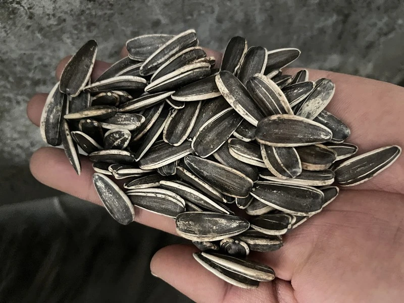 T6 sun flower seeds